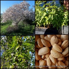 Almond Trees x 2 Plants Hardy Trees Edible Almonds Nuts Hardy Flowering Tree Fruit Fruiting Prunus amygdalus syn dulcis